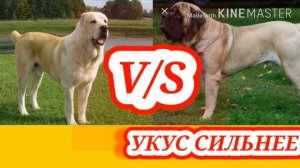 Алабай против английского мастифа.