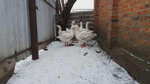 Порода гусей МАМУТ. Гуси МАМУТЫ.