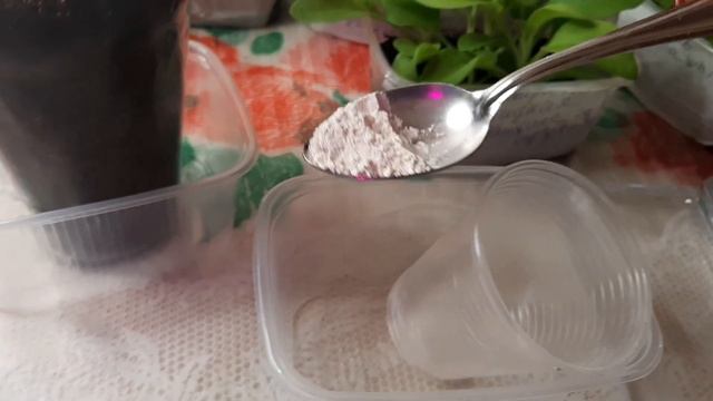 Пикировка рассады петунии в Агробалт 2024
