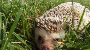 Маленький ежик