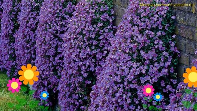 Аубриета дельтовидная Довнерс. Краткий обзор, описание характеристик aubrieta deltoidea Downers смотреть онлайн