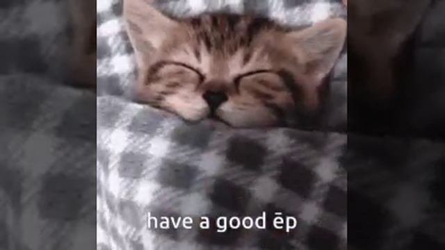 Котенок