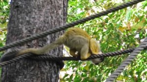 Saimiris-da-bolívia (Saimiri boliviensis) no Zoo