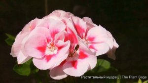 ЧЕМ ПОДКОРМИТЬ ГЕРАНЬ ЧТОБЫ ЗАЦВЕЛА? НАЛЕЙТЕ ЭТУ ПОДКОРМКУ ПОД ЛЮБОЙ ДОМАШНИЙ ЦВЕТОК!