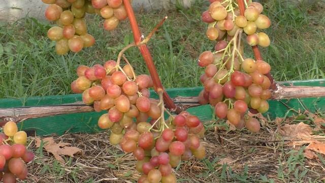 Виноград Беларуси .Лидчина . Сорт Аладдин. смотреть онлайн