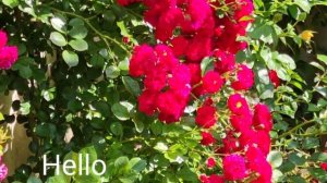 Почвопокровные розы Свани (Swany), Четыре Сезона (Les Quatre Saisons, Хеллоу (Hello)