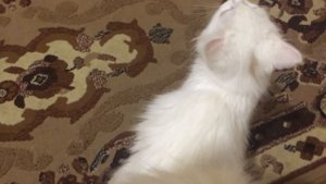 Кошка беззвучно мяукает и просится в ванную.