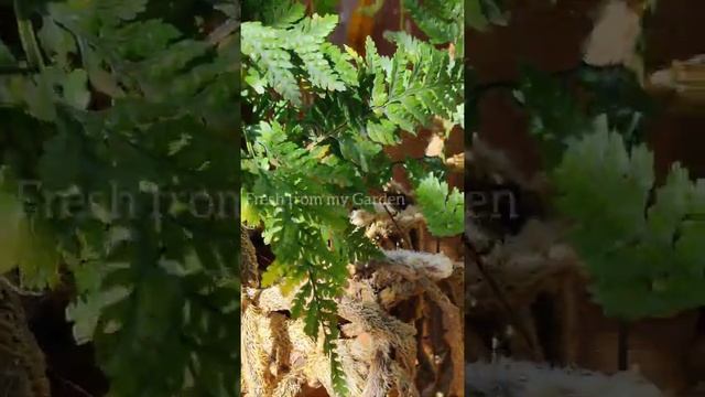 10 Different varieties of ferns with names and care tips #shorts