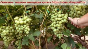 24 июля и начал созревать виноград Спонсор- мускат будет очень приятный, ждем созревания. Пузенко