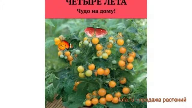 Томат обыкновенный Оранжевая шапочка ? обзор: как сажать, семена томата Оранжевая шапочка смотреть онлайн