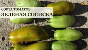 Томат Зелёная сосиска (Green sausage) * Сорта томатов
