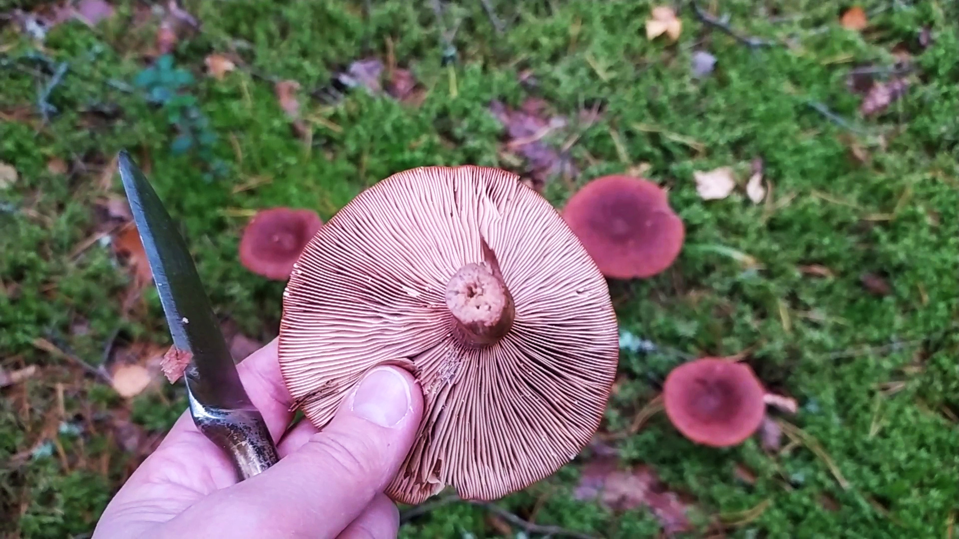 Горькушка (Lactarius rufus). Как выглядит гриб на месте произрастания.