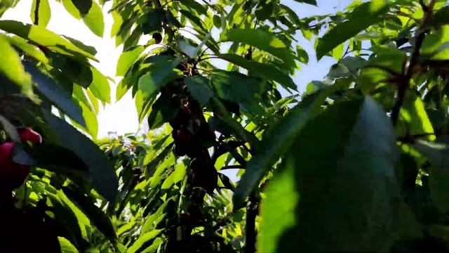 Сорт черешни Талисман на подвое ВСЛ 2. смотреть онлайн