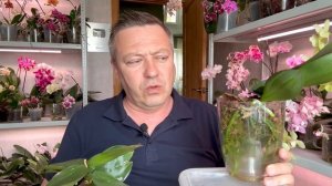 орхидеи после пересадки и разделения ПОПОЛАМ / обзор орхидей Букетто Пинко и Монго