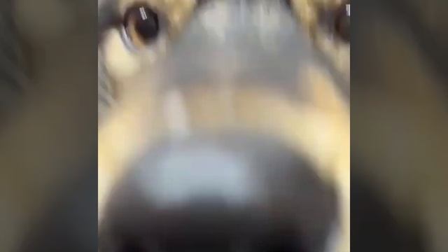 Волкособ (помесь собаки и волка) в Дудинке смотреть онлайн