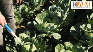 Капуста белокочанная Аксел от Бейо Заден для очень длительного хранения