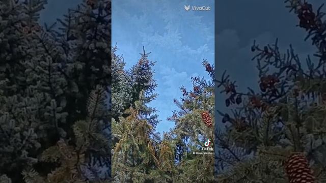природа просыпается (мой Тик-ток)