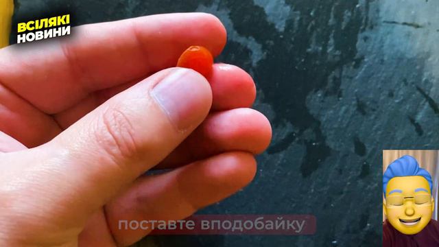 Калина. НЕБЕЗПЕКА калини. Користь червоної калини. Червона калина.