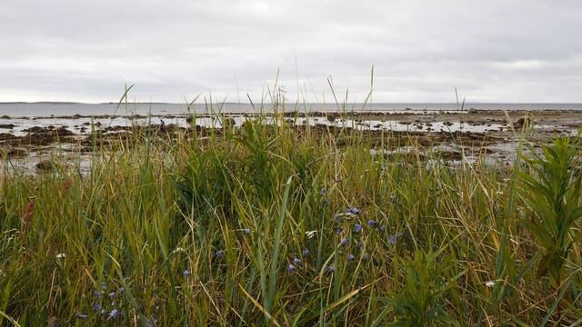 Три дня на Соловецких островах. День второй. Гостиница "Соловки Отель". Белое море. Отлив. смотреть онлайн