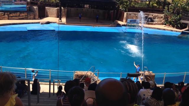 UShaka Marine World Dolphin Show - South Africa смотреть онлайн