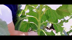 Применение Eckosil/Kiplant Eckosil на подсолнечнике.