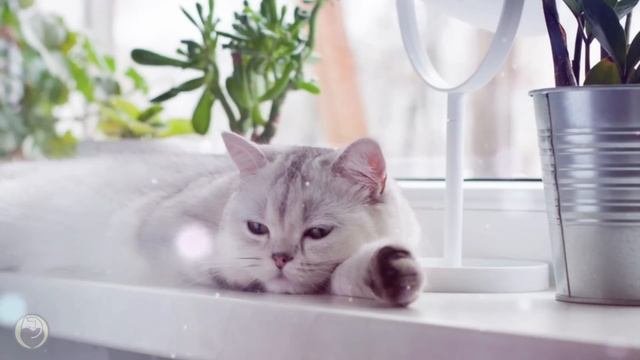 Music For Cats - 3 Hours Of Relaxing Sleep Music For Cats And Kittens