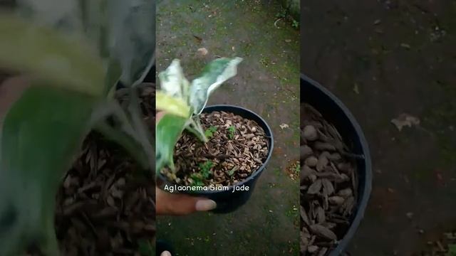 aglaonema siam jade variegata смотреть онлайн