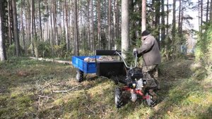 Валежник. Заготавливаю на дрова с мотоблоком МОБИЛ К МКМ 3 про.