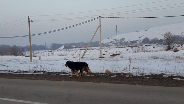 Физкультура не неотъемлемая часть жизни. tobet-boribasar.kz. Kazakh aboriginal wolfhound. смотреть онлайн