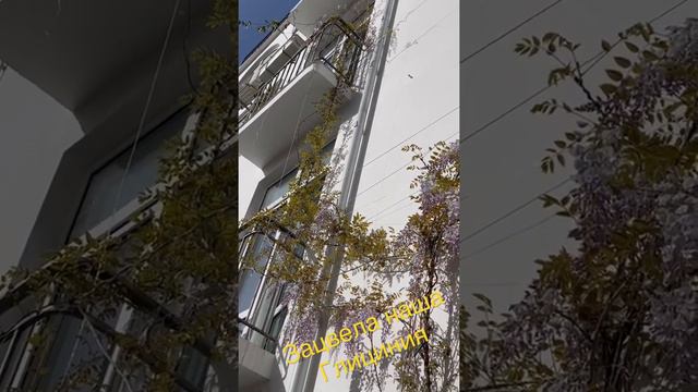 Глициния цветёт… смотреть онлайн