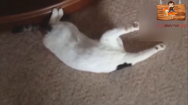 ПРИКОЛЫ С КОТАМИ! Смешные коты С ОЗВУЧКОЙ! СМЕШНОЕ ВИДЕО с животными! смотреть онлайн