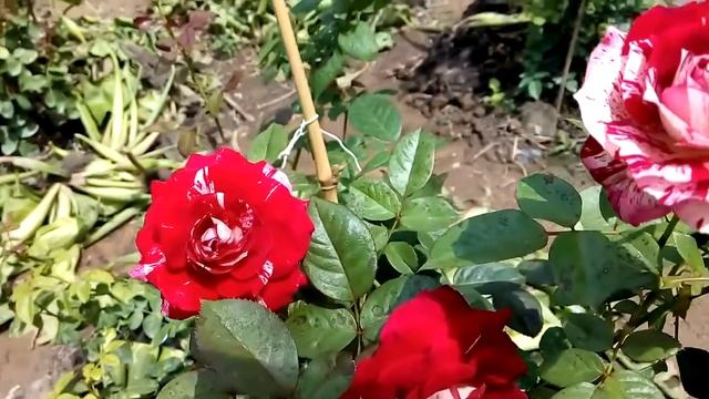 роза Julio Iglesias (Хулио Иглесиас смотреть онлайн