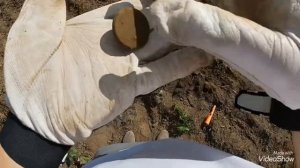 Копаю в Поле с катушкой Magic Lab, моя первая конина и иностранные Монеты!