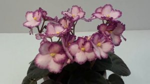 Фиалка Okie Easter Bunny.Первое цветение. African Violet Okie Easter Bunny. First flowering.