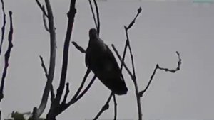 Это всё моё родное! Орехов Илья