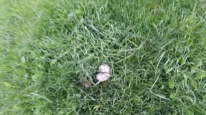 Шампиньон луговой(Agaricus campestris).