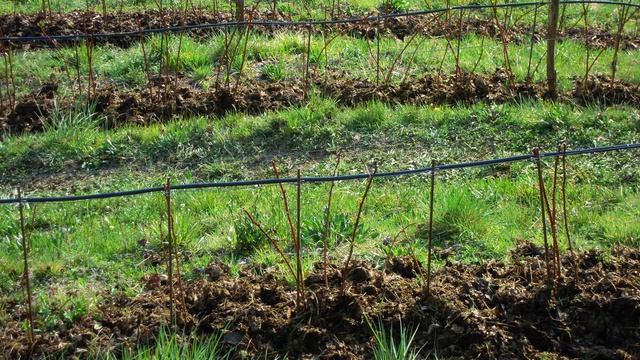 Come costruire una azienda agricola смотреть онлайн