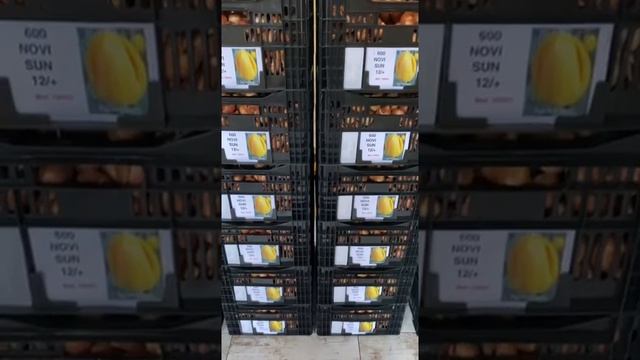 Выгонка тюльпанов к 8 марта на гидропонике: обзор луковиц