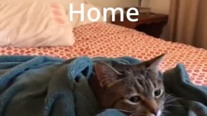 Listening to Undertale OST be like: