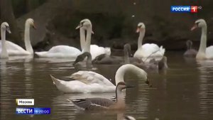 Как лебедей содержат на патриарших прудах