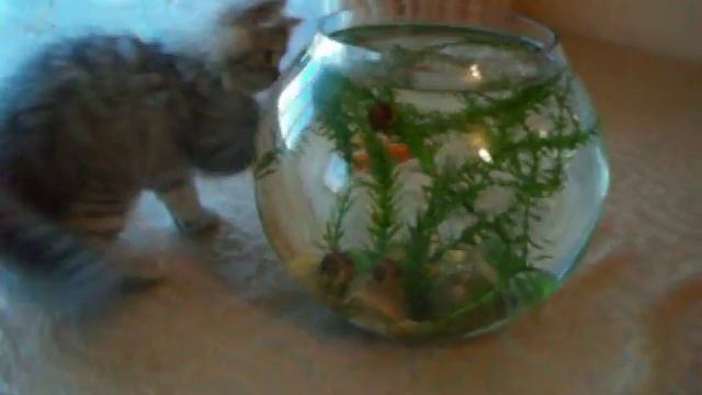 Батик с рыбкой смотреть онлайн