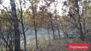 ГОН ЛОСЯ 2019