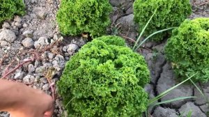 Yozda salat bargi yetishtirish