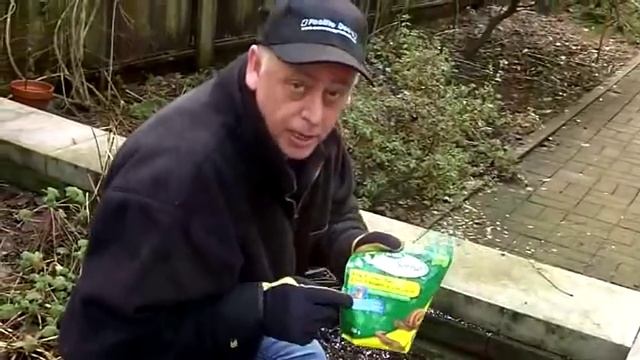 Protecting ligularia from slugs смотреть онлайн