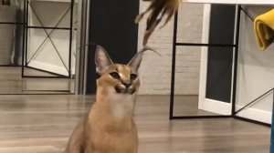 Каракал дома. Наша девочка Одри 9мес.