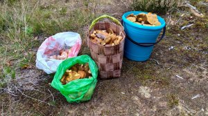 230921г. Рассказываю, какие грибы можно встретить в конце сентября в Ленобласти.