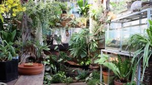 The Orchid House Tour