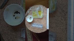 САФОРА ЯПОНСКАЯ САЖАЕМ СЕМЕНА В ТЕПЛИЧКУ