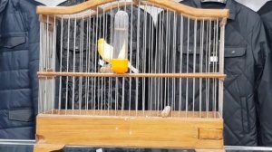 Канарейка овсяночного напева Кенару 2 года заводчик Р.Д  .TJK