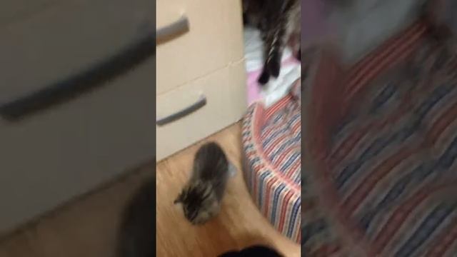 За этими моментами можно смотреть вечно??❤️ смотреть онлайн